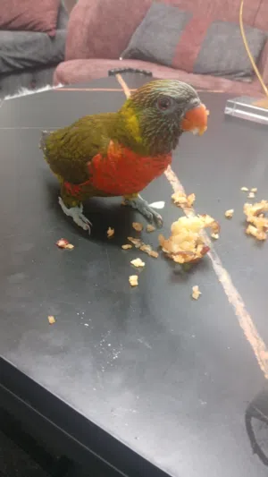 لوري لعبه زيتوني