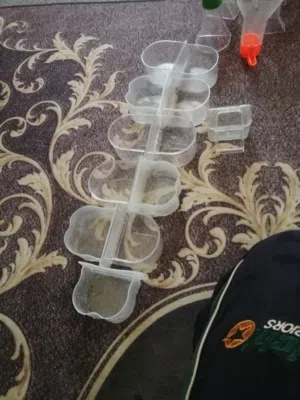 معلف انواع طيور