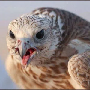 سليمان 