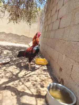 ديك باكستاني أموره طيبه وبصحة ممتاره