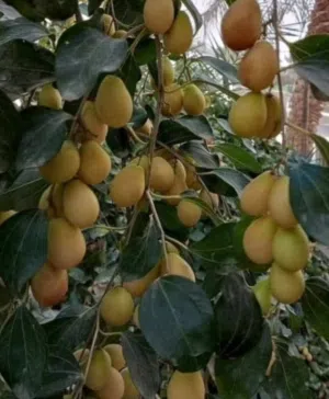 سدر الكمثري العراقي العرموطي