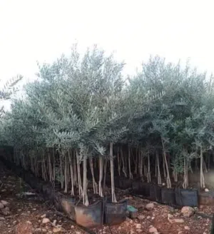 متوفر اشجار زيتون بلدي عمر 5 سنين وعمر 3 سنين وعمر 1 ونصف سنة