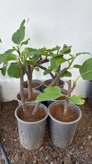 شتلات تين نوعية جيدة احجام وطعم وغزارة ممتاز