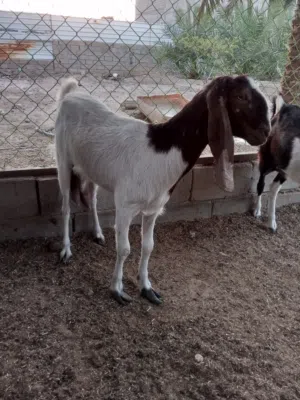 للبيع ليبه بيه حليب خير من الله صخله جابت كبل 8 ايام ومات ابنه وصخله كلش حلوا ول بطن اله هاذا مكان ا