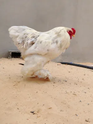 براهما عملاق