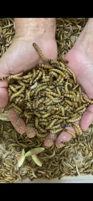 Alive mealworm