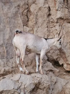 سخل من حلال الظفاري فل سمنه تبارك الرحمان