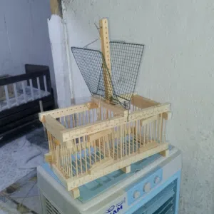 مصيده بلابل خانتين الوصف مهم