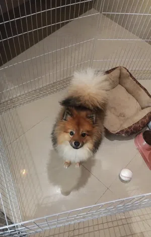 بوميرينيان للبيع