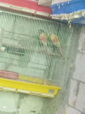 فراخ قرين شك للزق اليدوي