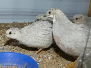 سمان صيني button quail