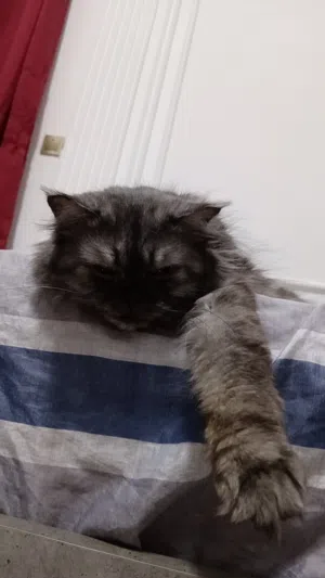 MIXED Persian Female Cat  2 Years Old  Vaccinated  Friendly & Healthy