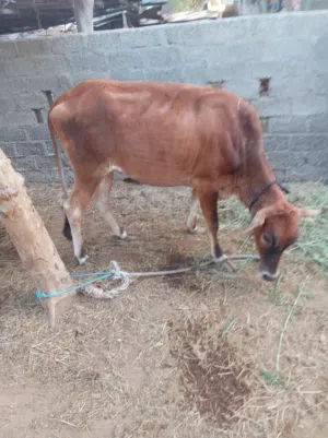 بقره محليه عمانيه
