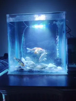 aquarium with fish