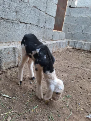 حملة فلقة توم مذيار