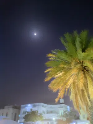 محمود