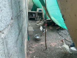 بيع دجاج وبط