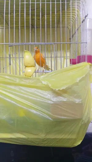 فحل كنار زي الناار