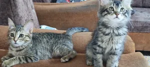 قطط نثية وذكر للبيع