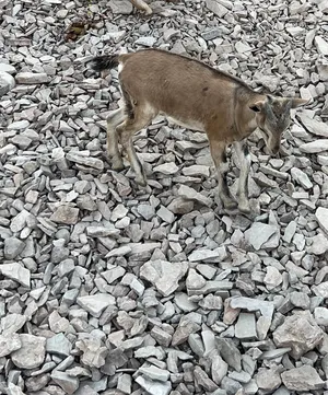 Goats0