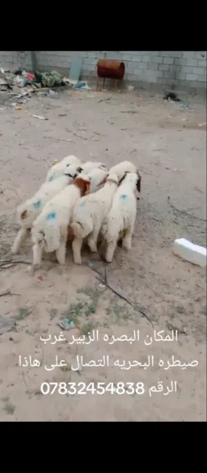 غنم للبيع...