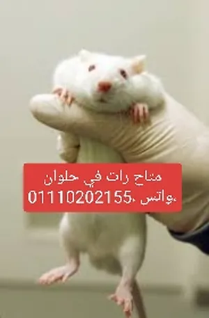 Hamsters4