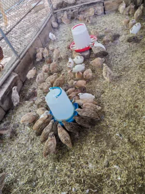 طيور سمان للبيع