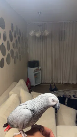 للبيع كاسكو فل ربوه