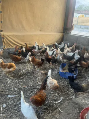 دجاج للبيع العمر 6 شهور