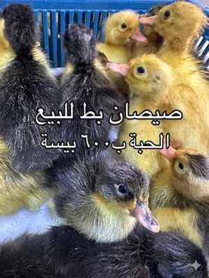 صيصان بط عماني للبيع