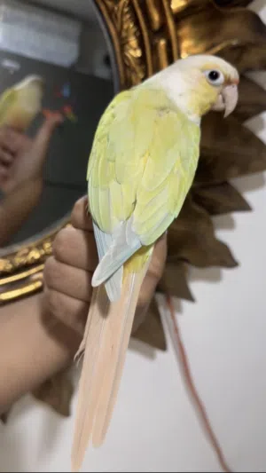 للبيع  مون كنيور