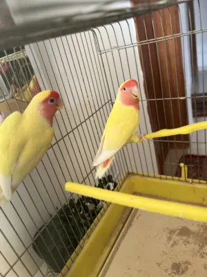 كوبيه بركديلو