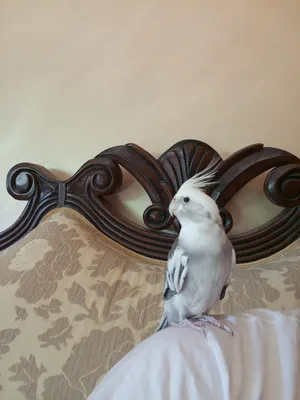 ‏ببغاء‏0