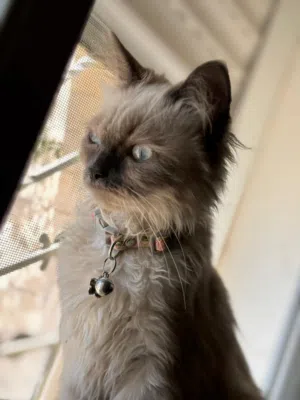 قطة هملايا انثى للتزاوج عمرها سنة((فقط لتزاوج))