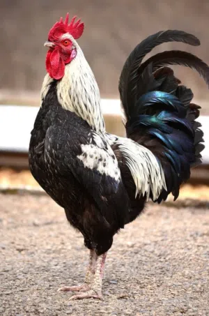 محمية ابو زين الشويلي