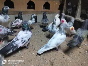 Pakistani Pigeon