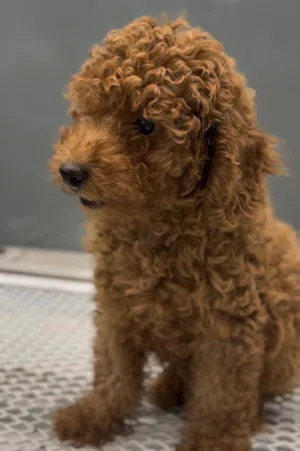 توي بودل للبيع  Toy poodle