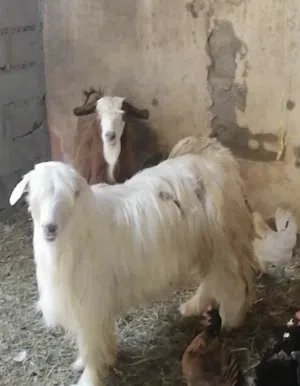 تيس رحبي اصل جم ما شاء الله