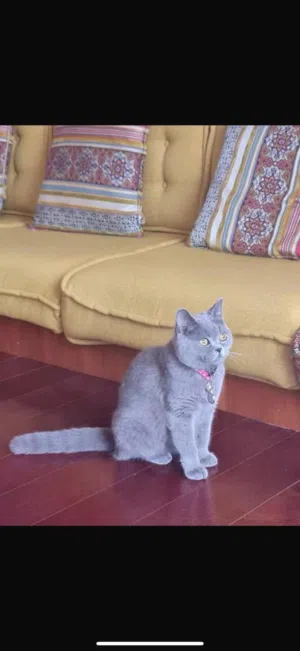 قطط للبيع سكوتش ستريت