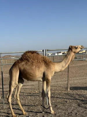 للبيع جعود عماني محلي