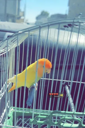 عصفور روز مروض