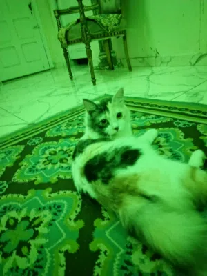قط شيرازي للبيع