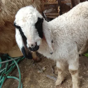 بيع وشراء الماعز والاغنام في البصره 