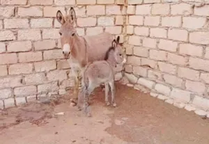 ‏حمير‏2