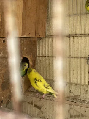 للبيع بادجي زوج ومنتج