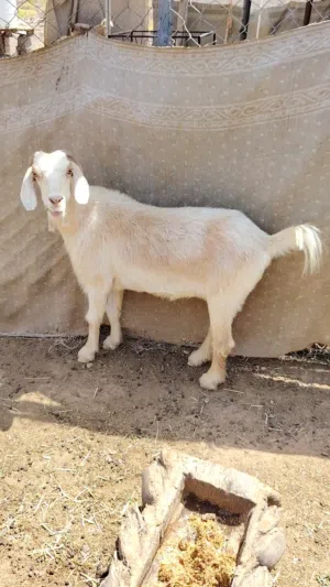 شاه من حلال الجواميد ما شاء الله الا يريد يربي سلاله طيبه
