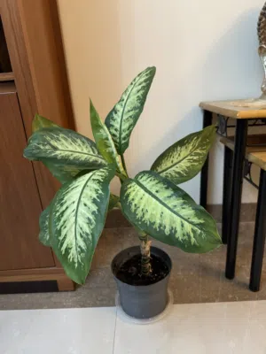 Indoor plant with pot