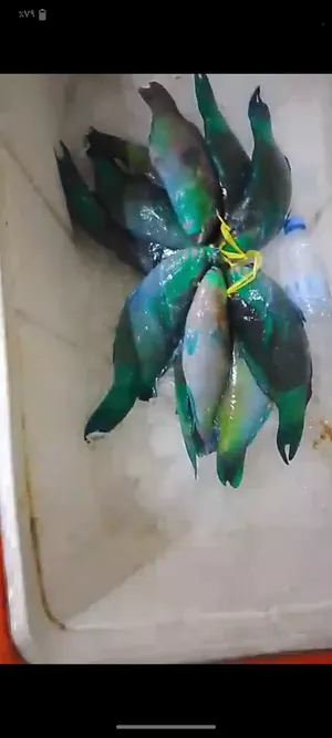 ‏لحوم‏1