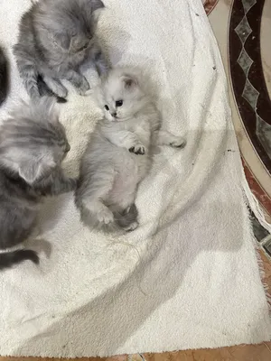 Siberian4