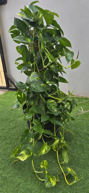 نبات اللبلاب  ( البوتس  ) Pothos plant